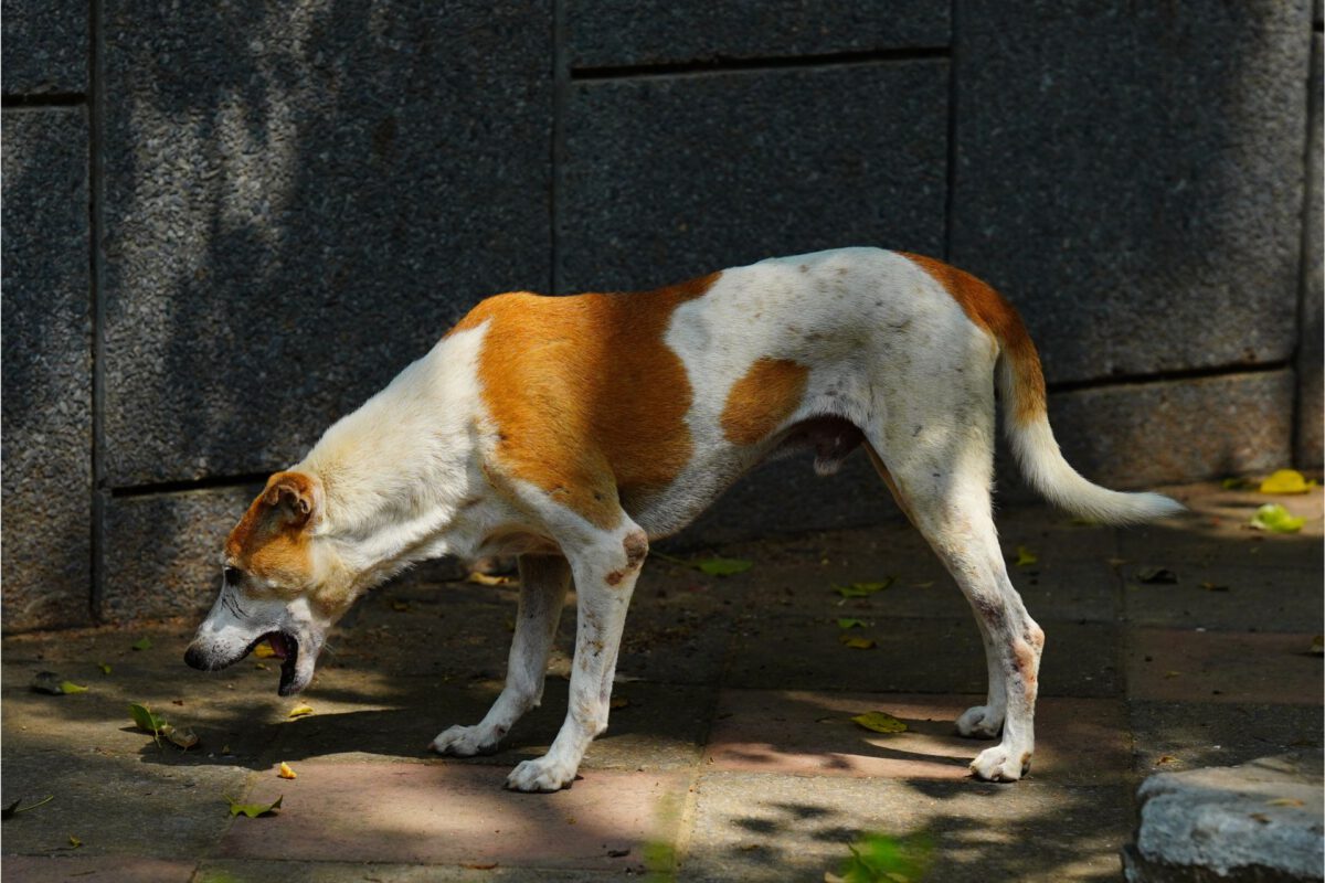 Il Cane Vomita: Cause Comuni e Quando Preoccuparsi