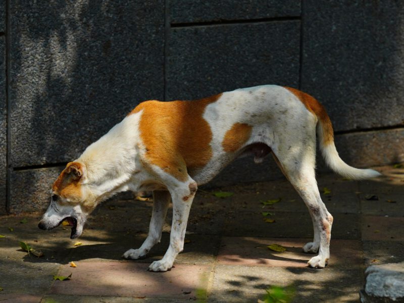 Il Cane Vomita: Cause Comuni e Quando Preoccuparsi