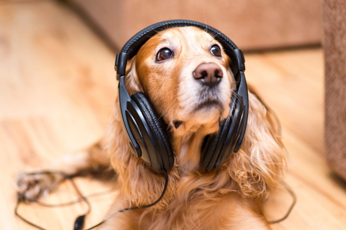 Segreti Sonori: Svelati i Misteri dell’Udito Canino e il Loro Sorprendente Mondo di Suoni e Melodie