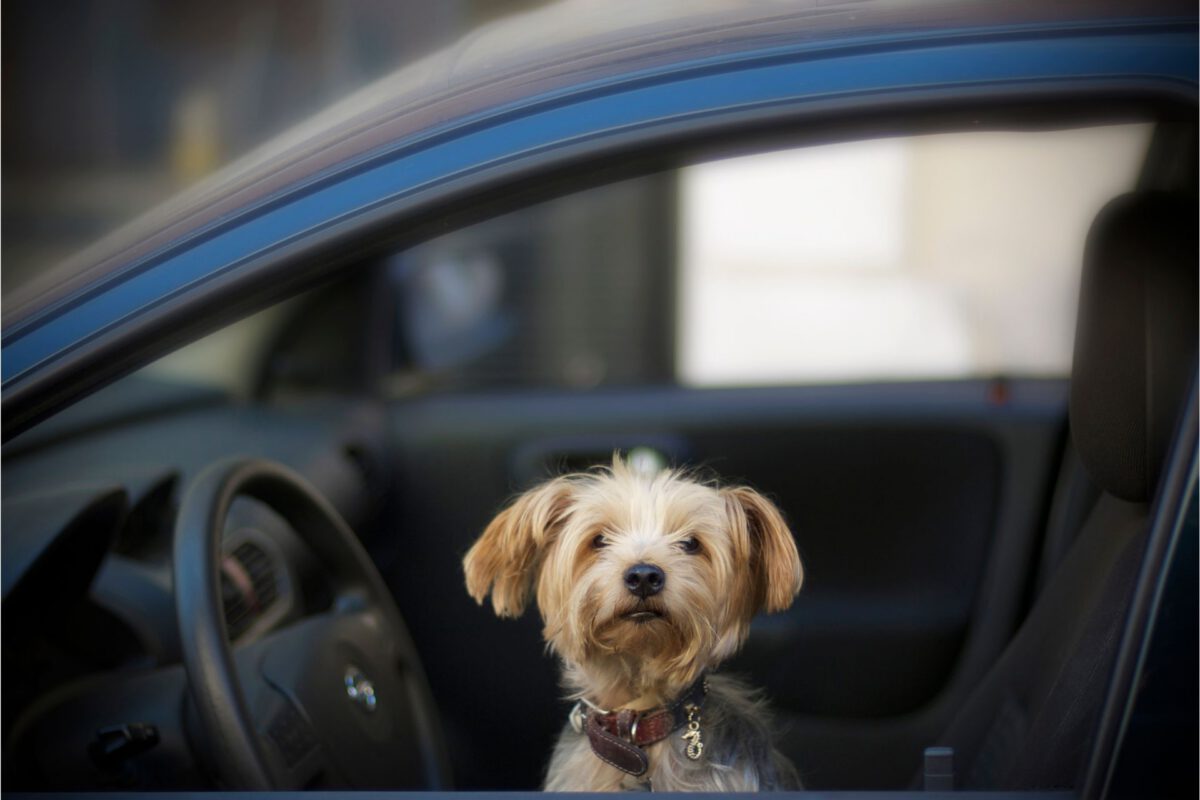 Cani in Macchina: Sicurezza e Consigli per Viaggiare Sereni