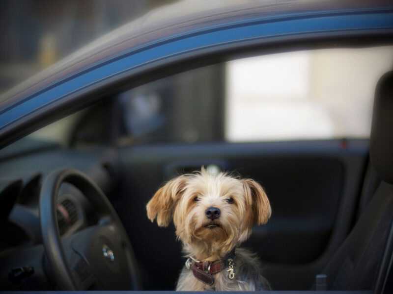 Cani in Macchina: Sicurezza e Consigli per Viaggiare Sereni