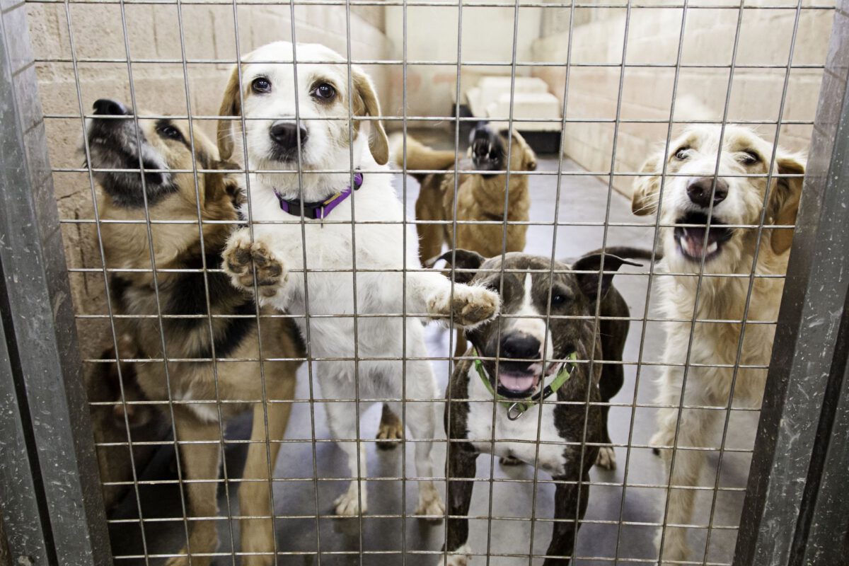 Dog Flipping: Un Fenomeno Preoccupante nel Mondo dei Cani