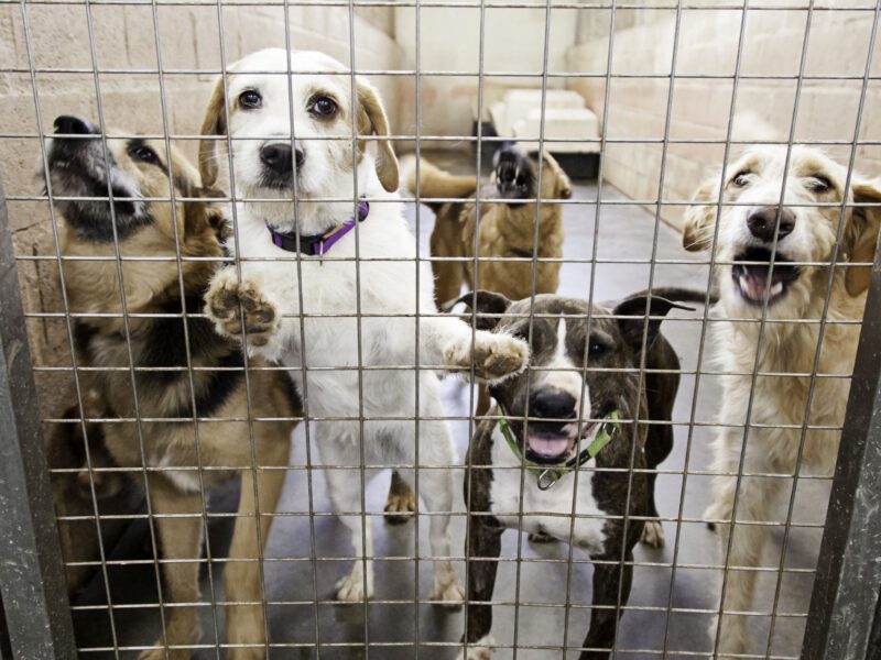 Dog Flipping: Un Fenomeno Preoccupante nel Mondo dei Cani
