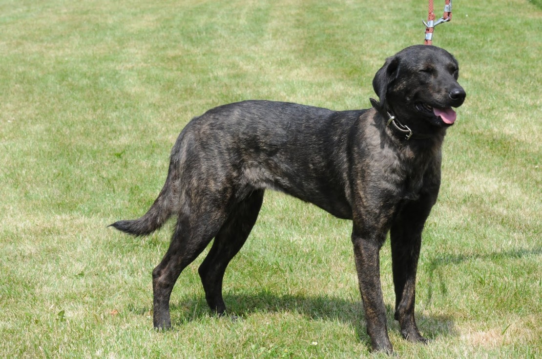 Cão de Castro Laboreiro