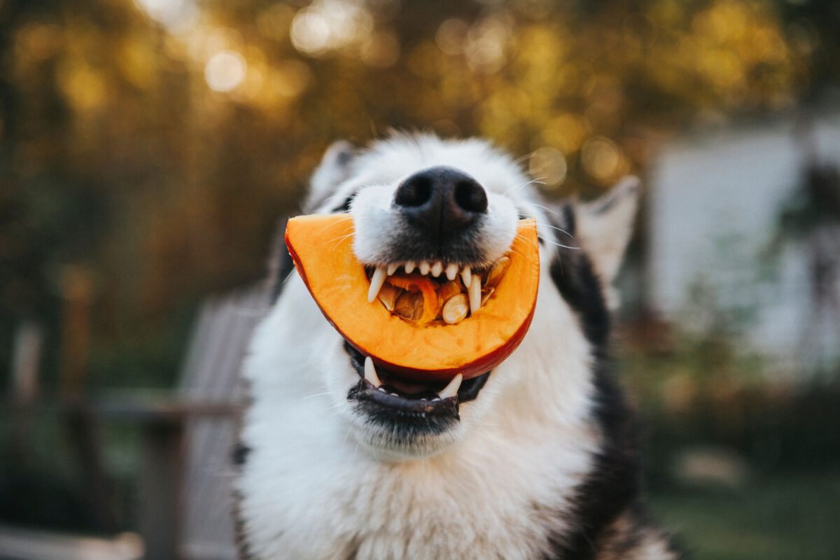 Cane e Nutrizione Avanzata: Salute e il Benessere del nostro cane