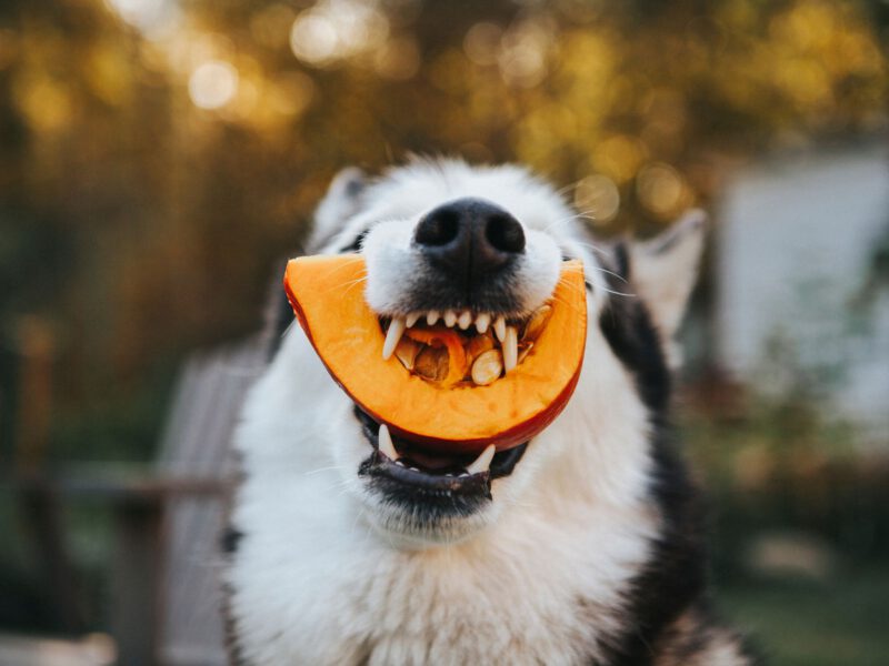 Cane e Nutrizione Avanzata: Salute e il Benessere del nostro cane