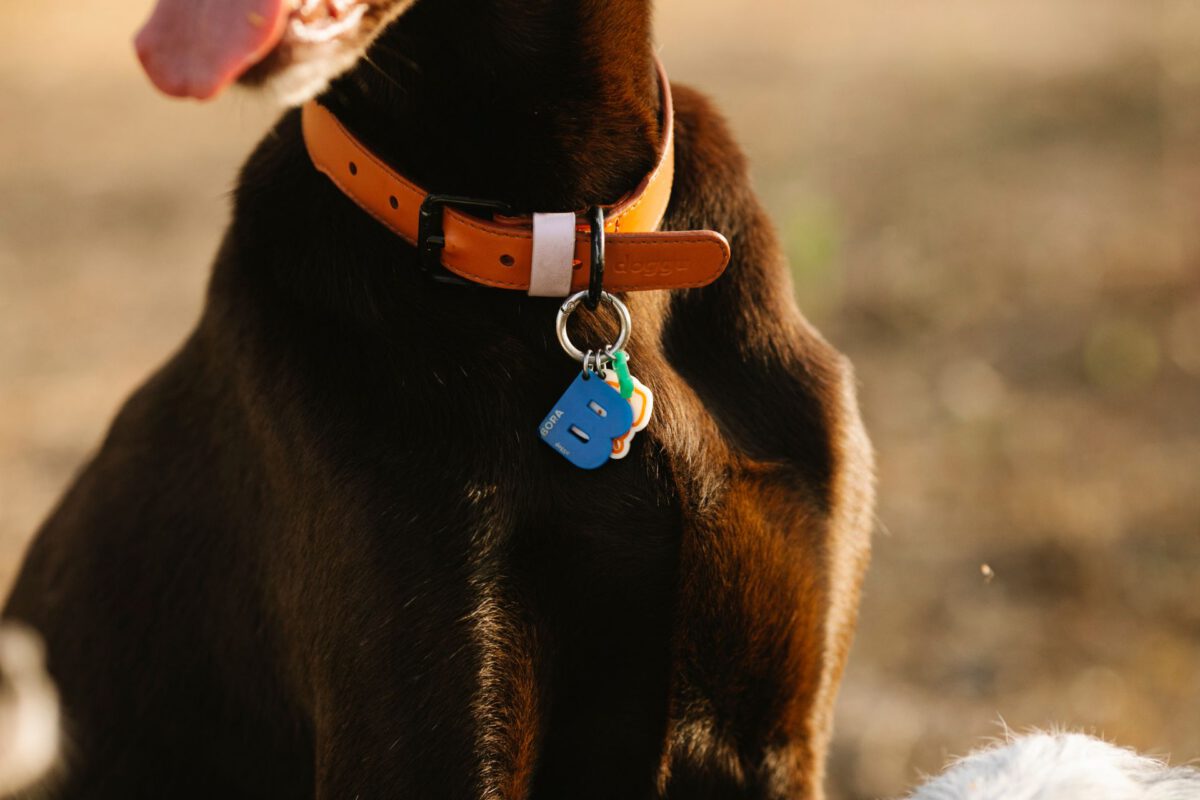 Guida Completa ai Collari per Cani: Trova il Migliore per il Tuo Amico a Quattro Zampe
