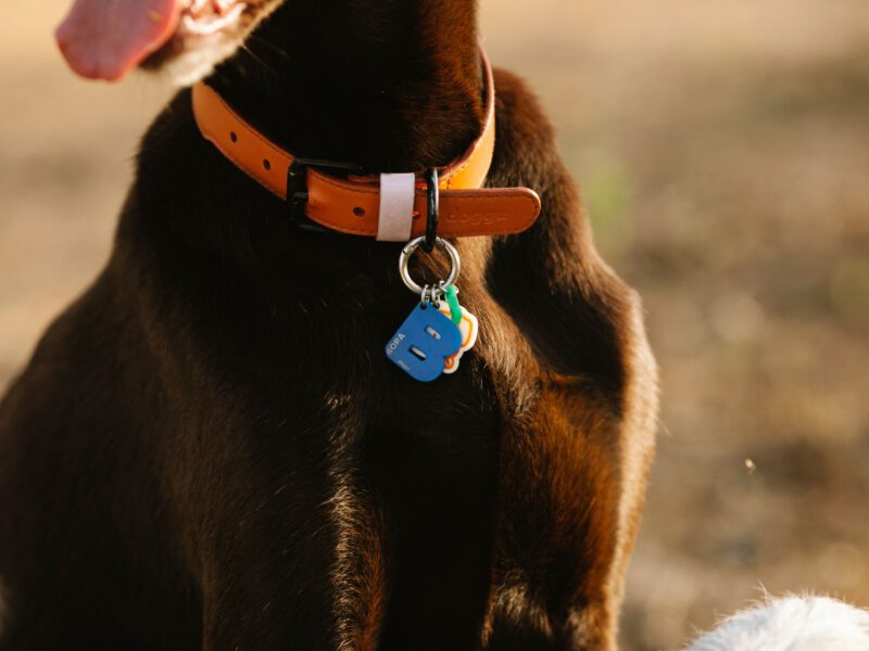 Guida Completa ai Collari per Cani: Trova il Migliore per il Tuo Amico a Quattro Zampe
