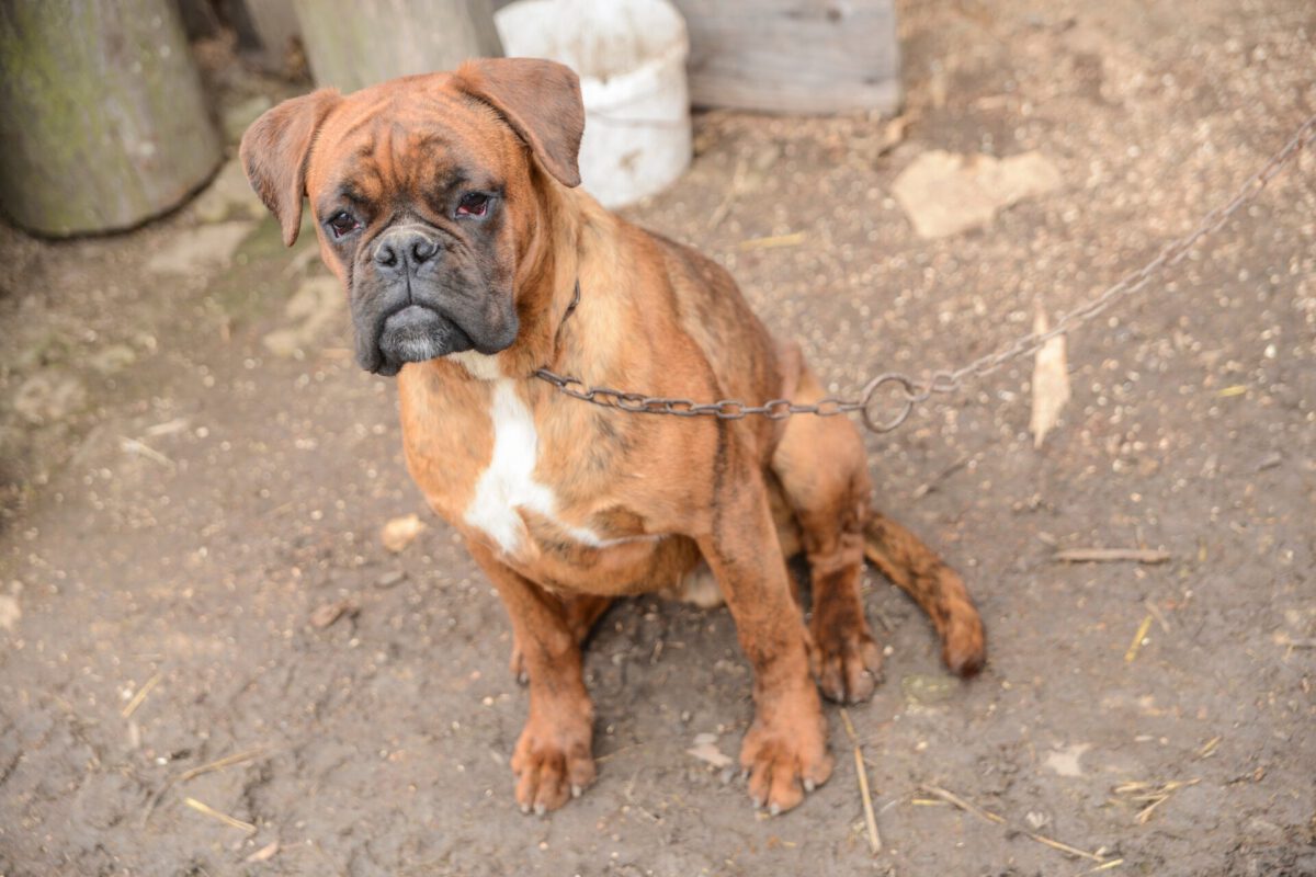 Cani Legati a Catena: Gli Effetti Psicologici e Fisici
