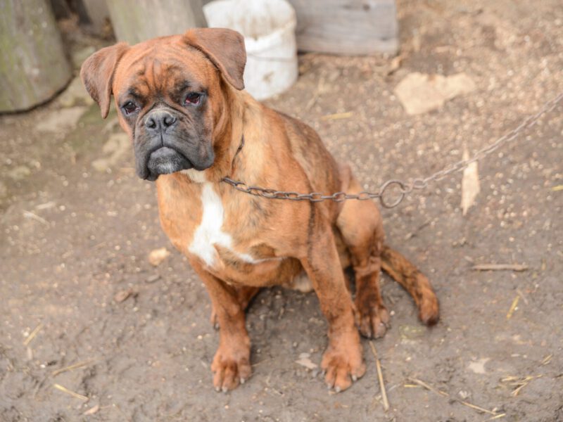 Cani Legati a Catena: Gli Effetti Psicologici e Fisici