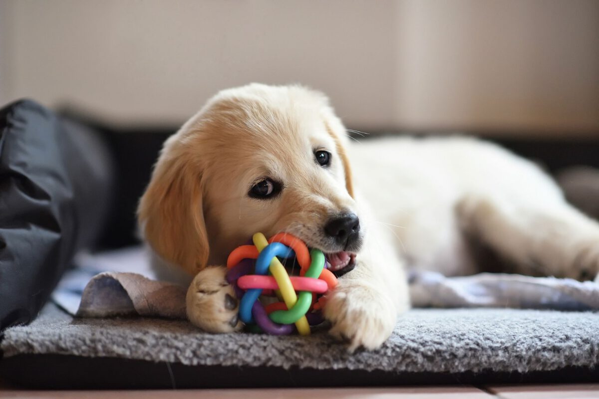 Come far sentire a proprio agio il nuovo cane a casa tua