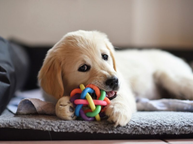 Come far sentire a proprio agio il nuovo cane a casa tua