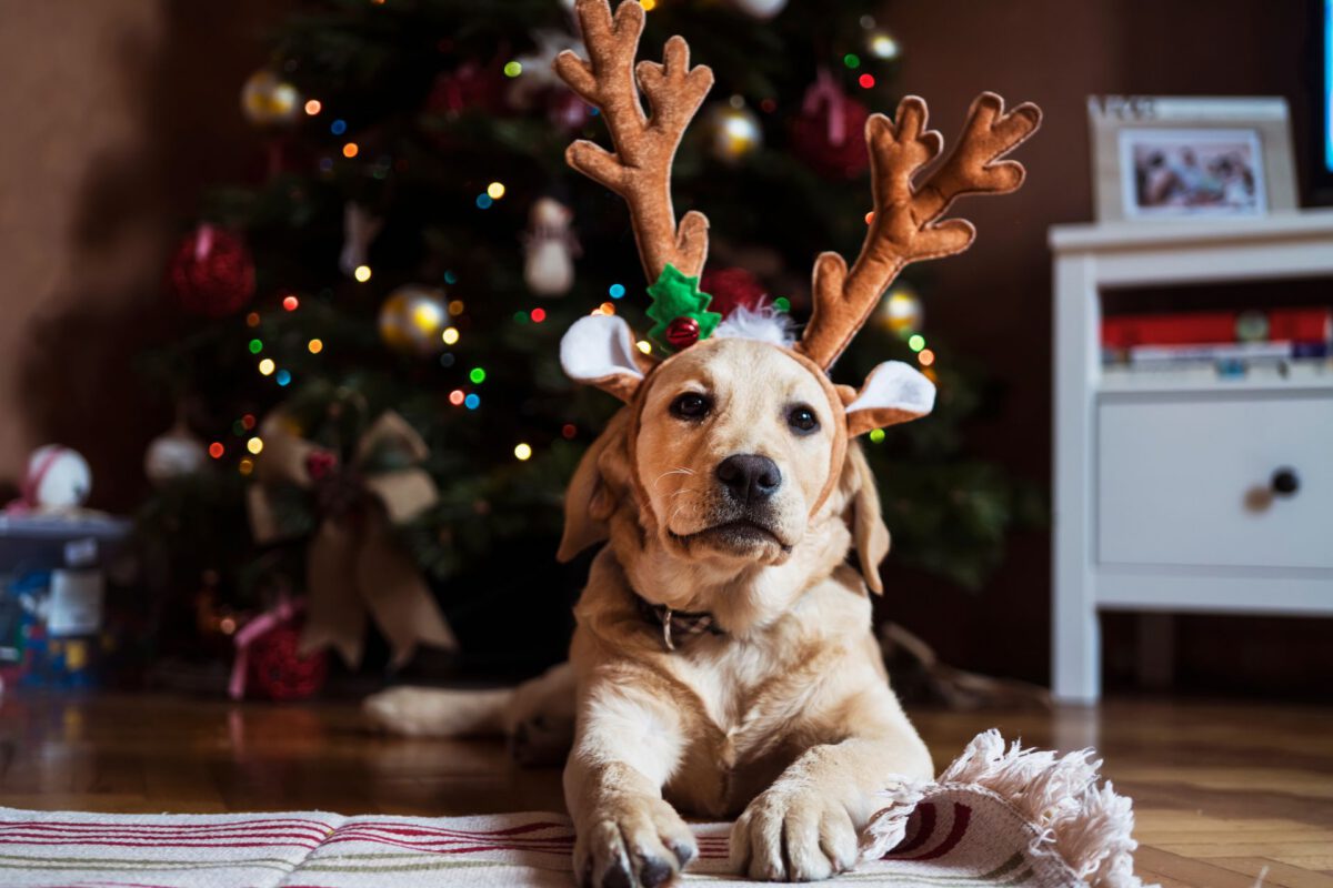 Cane e Natale: Consigli per una Festa Sicura e Felice
