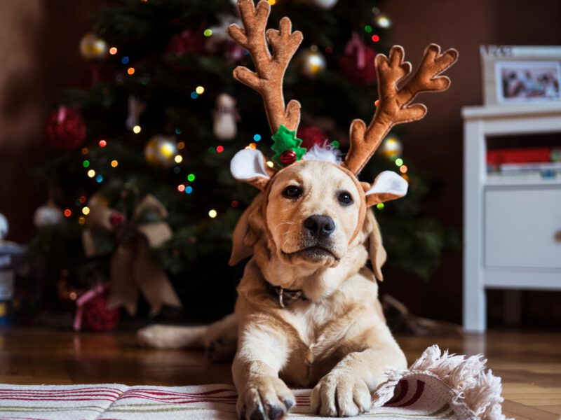 Cane e Natale: Consigli per una Festa Sicura e Felice