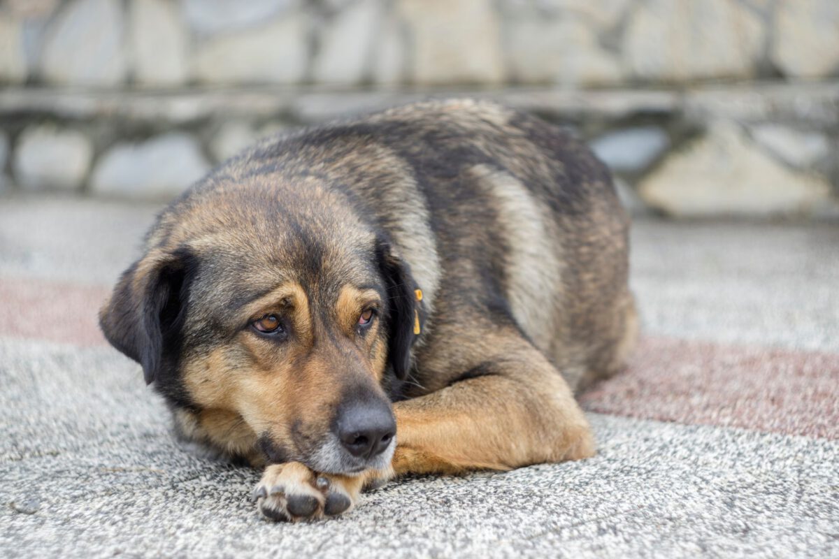 Ernia del Disco nel Cane: Sintomi, Diagnosi e Trattamenti