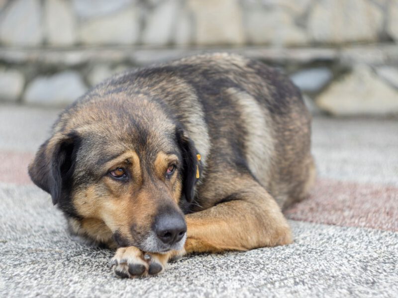 Ernia del Disco nel Cane: Sintomi, Diagnosi e Trattamenti