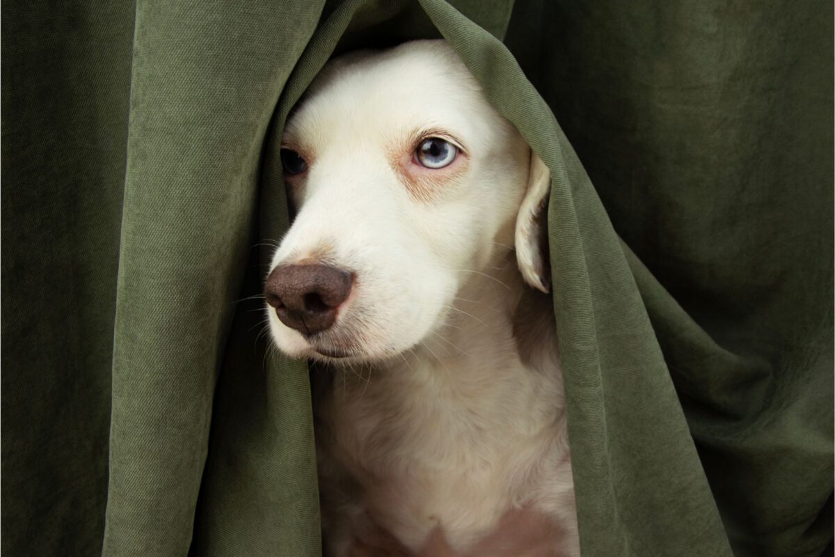 Fuochi d’Artificio e Cani: Come Gestire l’Ansia e il Terrore