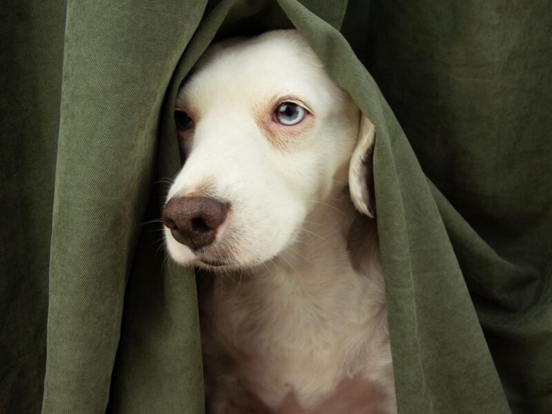 Fuochi d’Artificio e Cani: Come Gestire l’Ansia e il Terrore