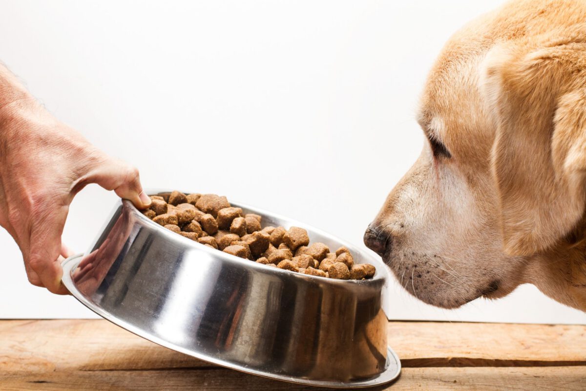 Cane e problemi digestivi: una guida completa per la salute intestinale del tuo amico a quattro zampe