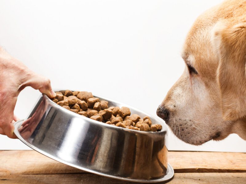 Cane e problemi digestivi: una guida completa per la salute intestinale del tuo amico a quattro zampe