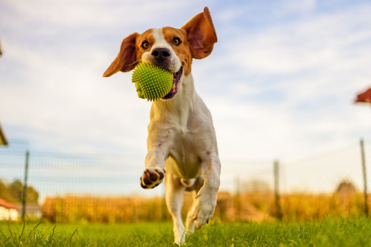 Lasciare il Cane Solo in Giardino: Pro e Contro