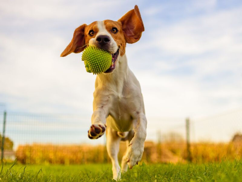 Lasciare il Cane Solo in Giardino: Pro e Contro
