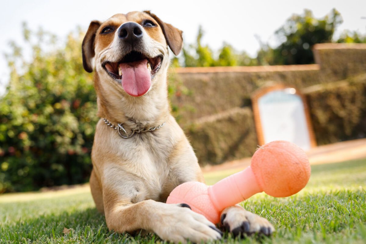 Espandere l’intelletto e il divertimento: l’importanza dei giochi interattivi per i cani