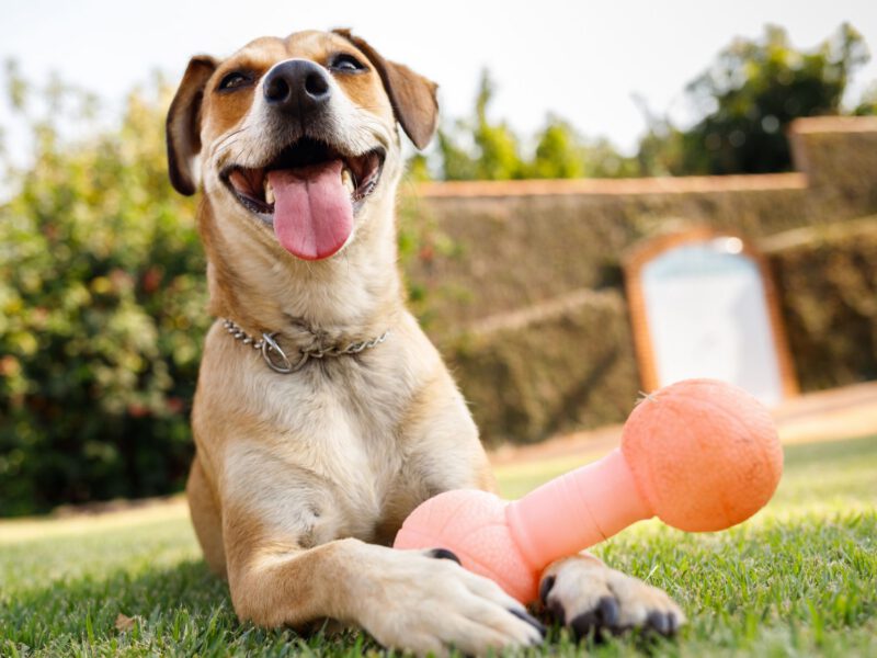 Espandere l’intelletto e il divertimento: l’importanza dei giochi interattivi per i cani