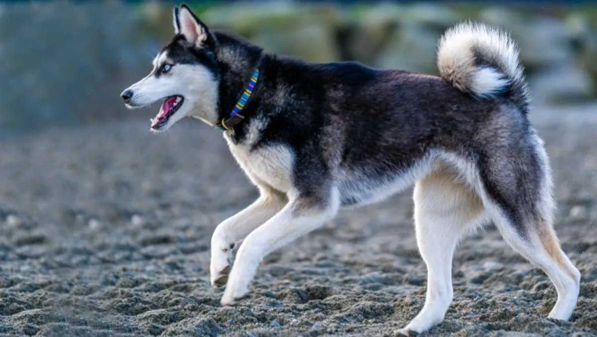 Canadian Eskimo Dog