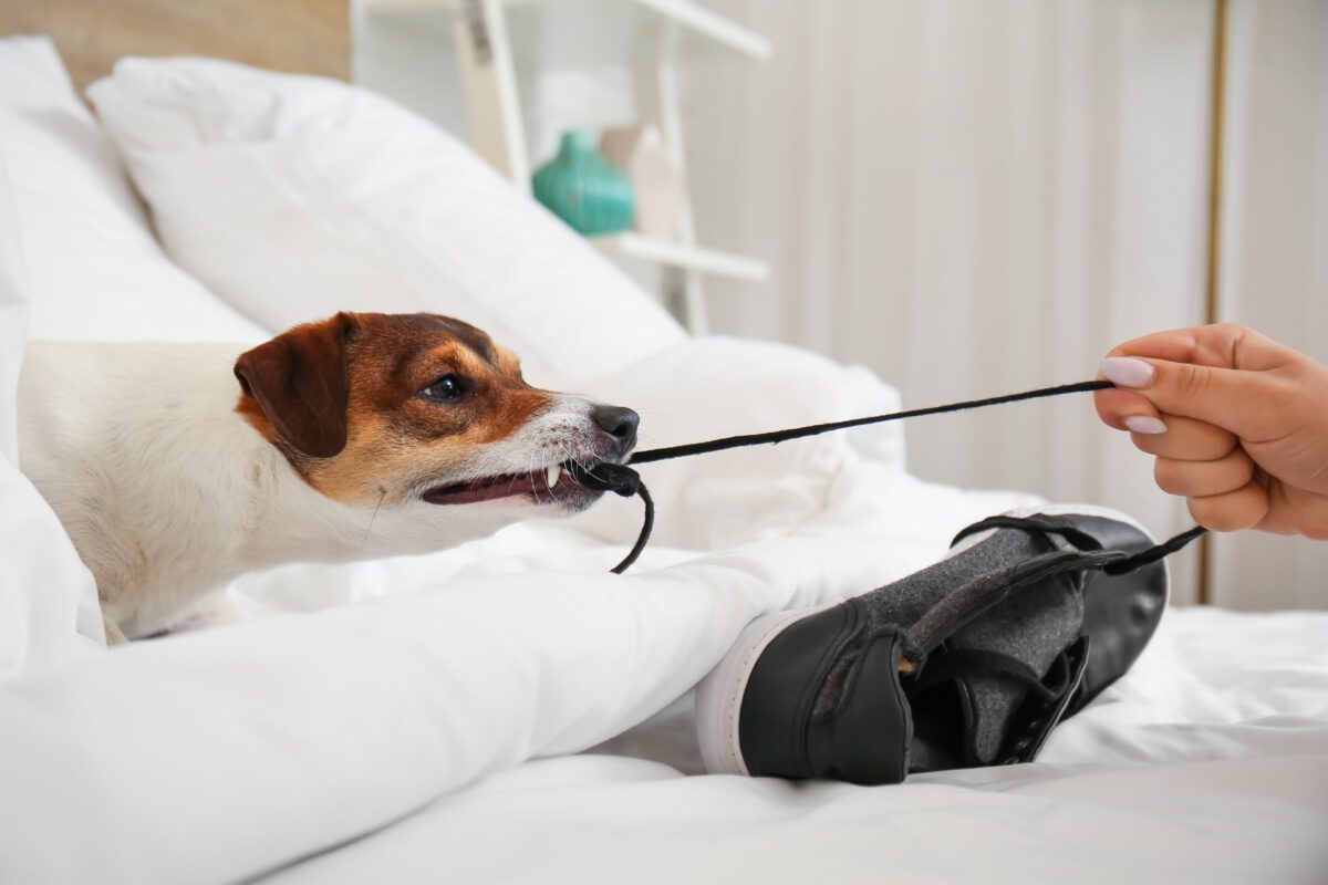 Prevenire incidenti domestici con cani: consigli pratici per un ambiente sicuro