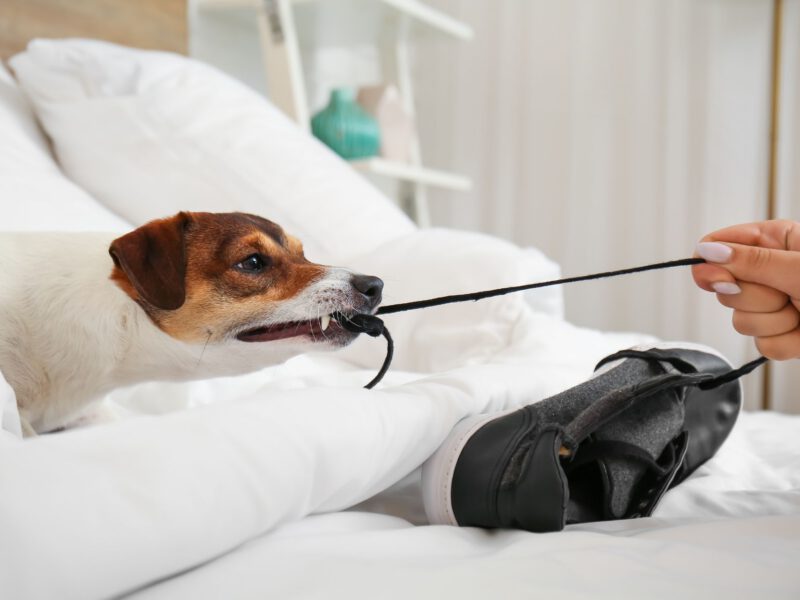 Prevenire incidenti domestici con cani: consigli pratici per un ambiente sicuro
