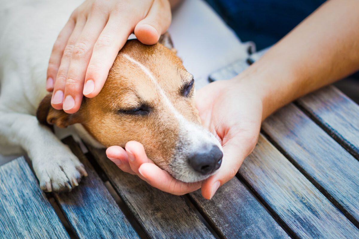La salute intestinale: Il fulcro del benessere del cane