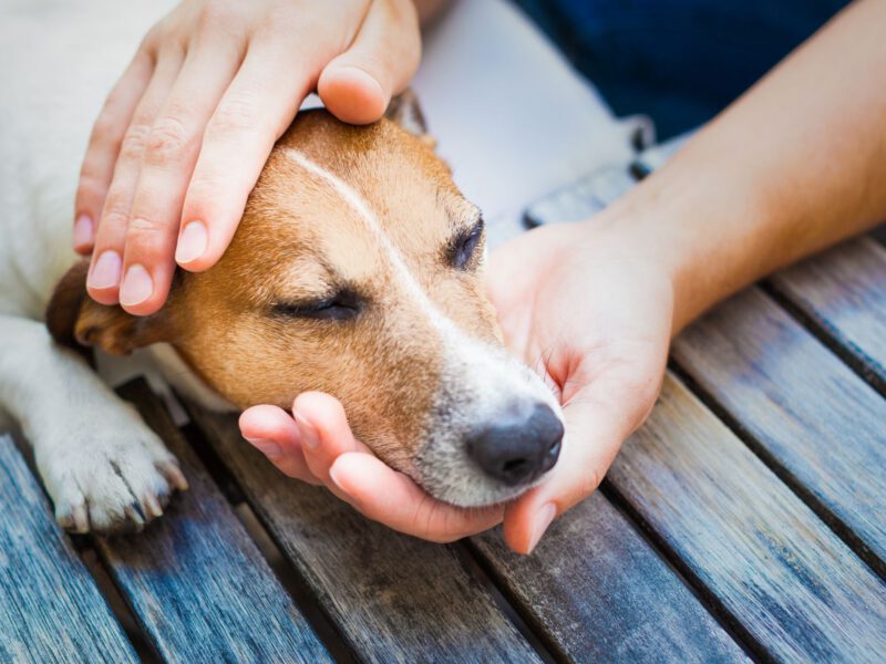 La salute intestinale: Il fulcro del benessere del cane