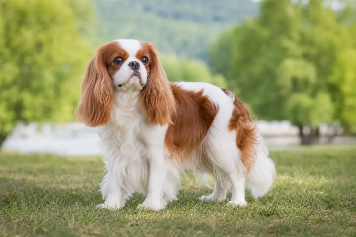 King Charles Spaniel adulto in ambiente naturale