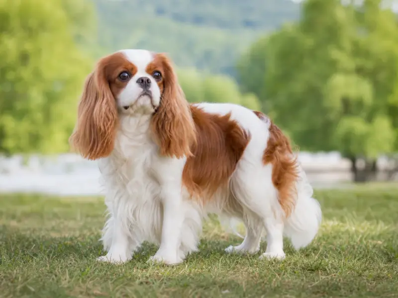 King Charles Spaniel adulto in ambiente naturale