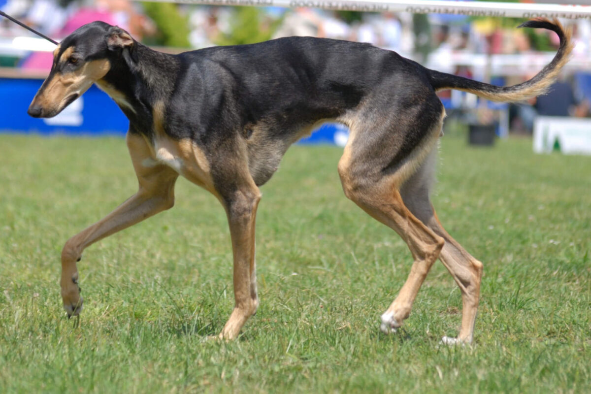 Levriero polacco