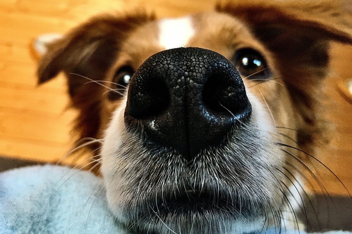 Naso Asciutto nel Cane: Quando Preoccuparsi?