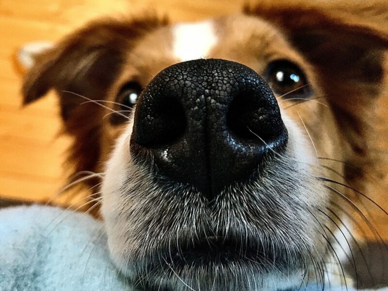 Naso Asciutto nel Cane: Quando Preoccuparsi?