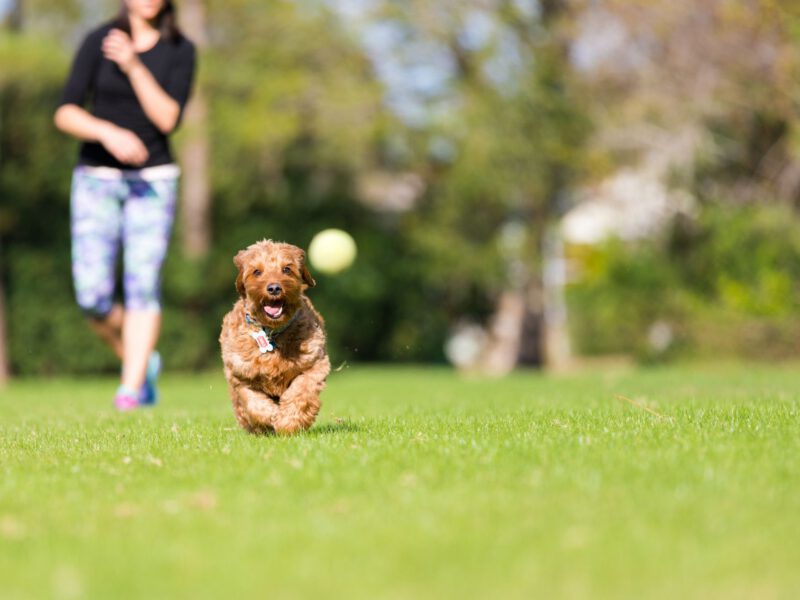I Migliori Parchi Canini in Italia: Dove Portare il Tuo Amico a Quattro Zampe