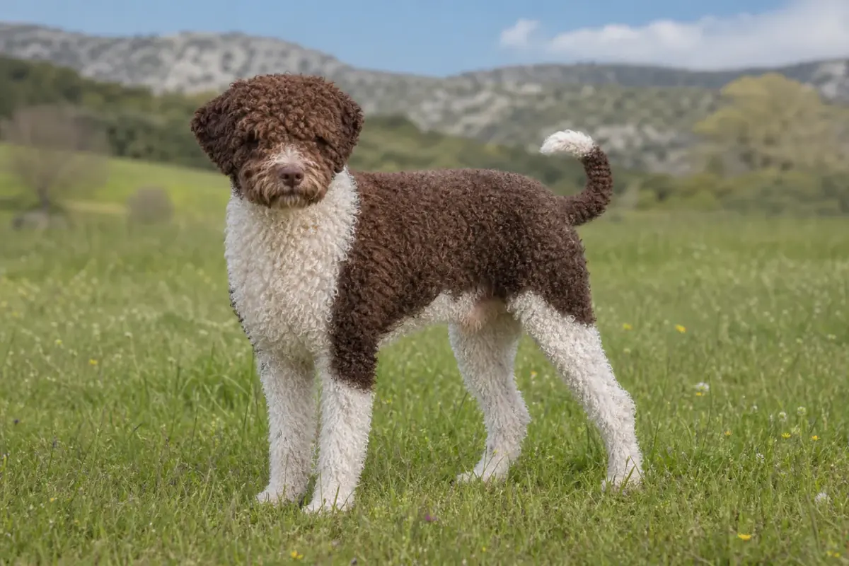 Perro de Agua spagnolo adulto in ambiente naturale