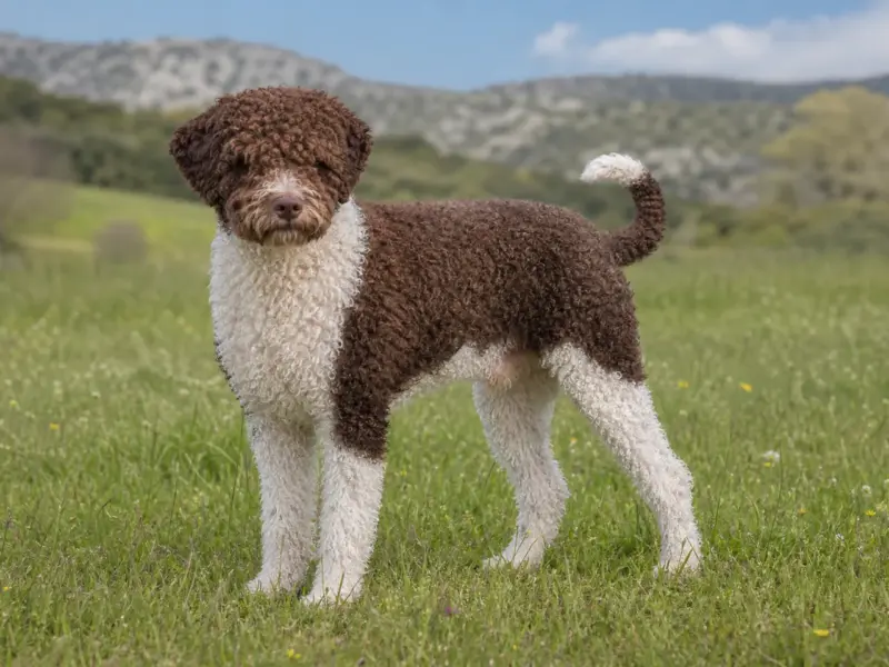 Perro de Agua spagnolo adulto in ambiente naturale