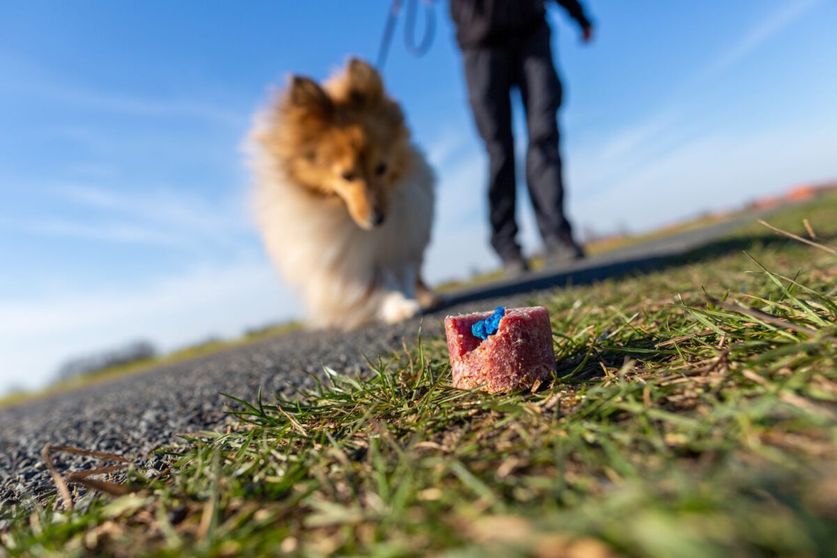 Avvelenamento nei Cani: Sintomi, Primo Soccorso e Prevenzione