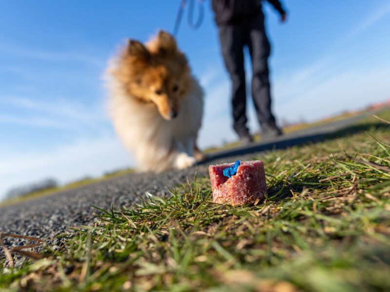 Avvelenamento nei Cani: Sintomi, Primo Soccorso e Prevenzione