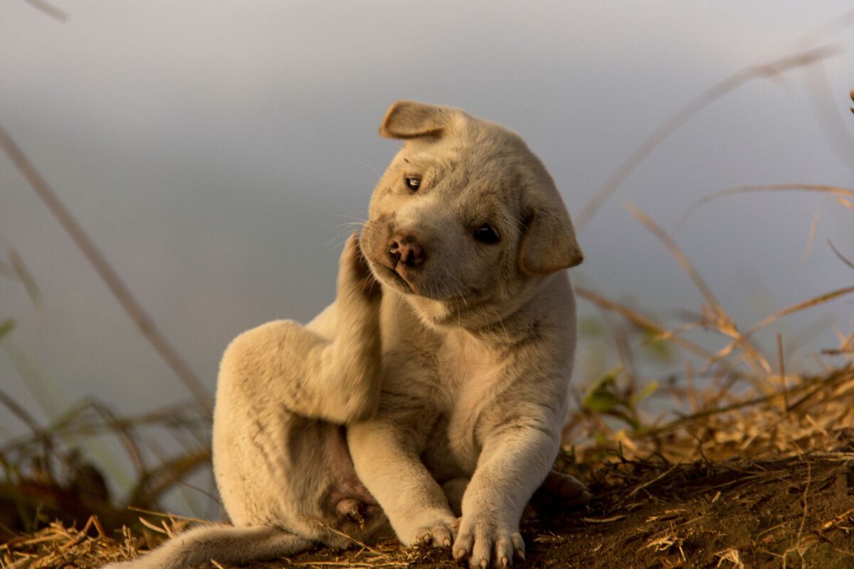 Il Cane si Gratta Continuamente: Cause e Rimedi