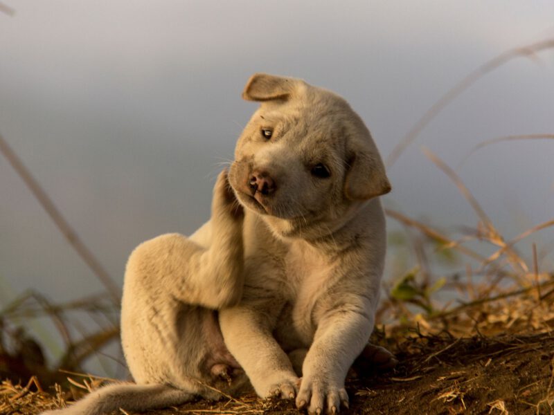 Il Cane si Gratta Continuamente: Cause e Rimedi