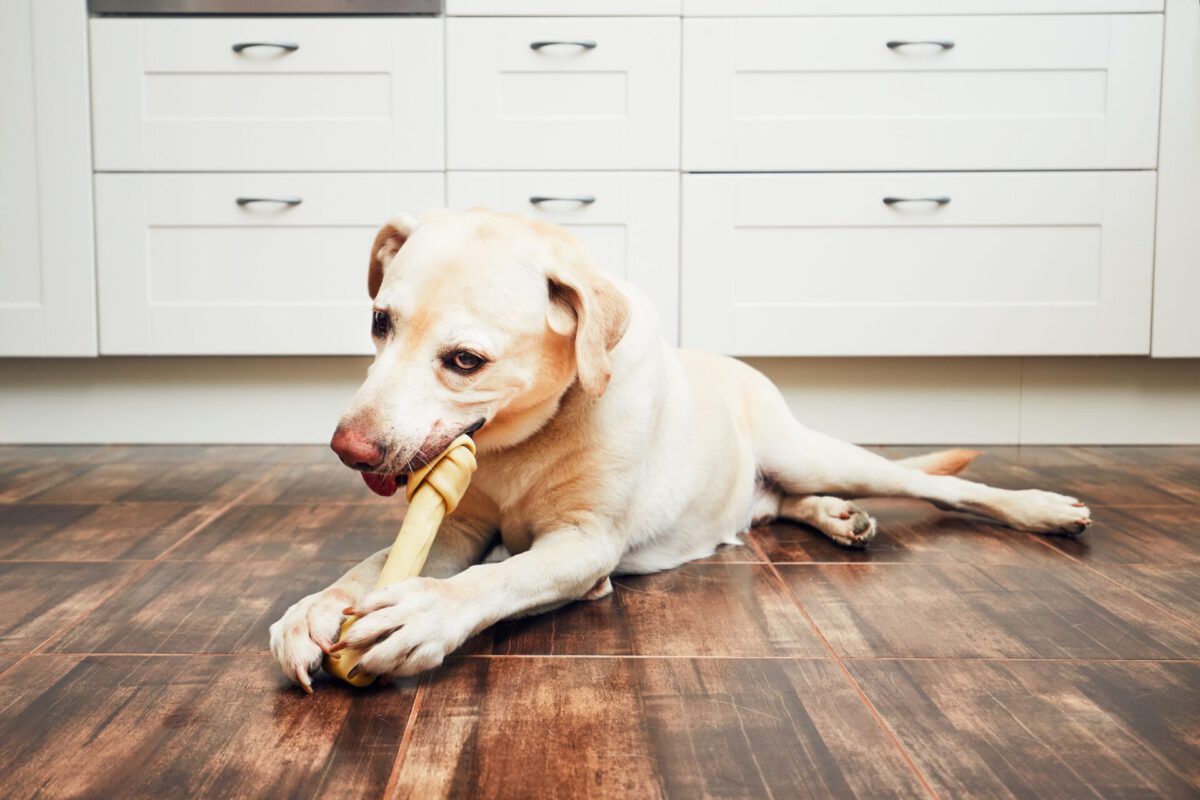 Esplorando il Temperamento: Confronto tra le Diverse Razze Canine