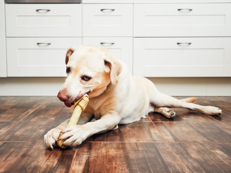 Esplorando il Temperamento: Confronto tra le Diverse Razze Canine