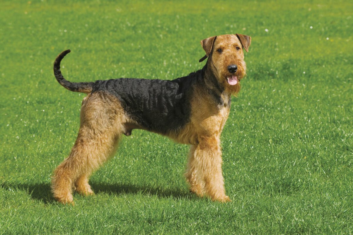 Airedale terrier