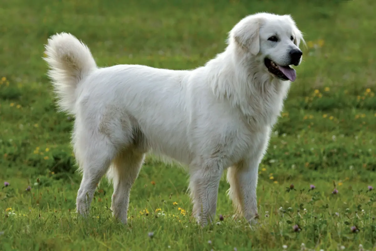 Cane da Pastore di Tatra