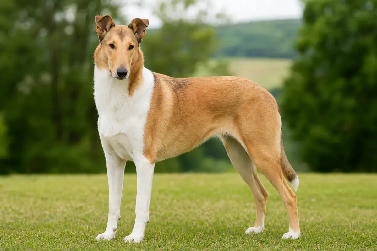 Smooth Collie adulto in ambiente naturale